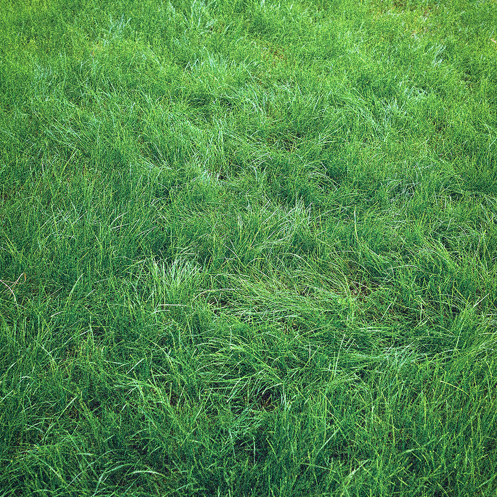 Image of green grass.